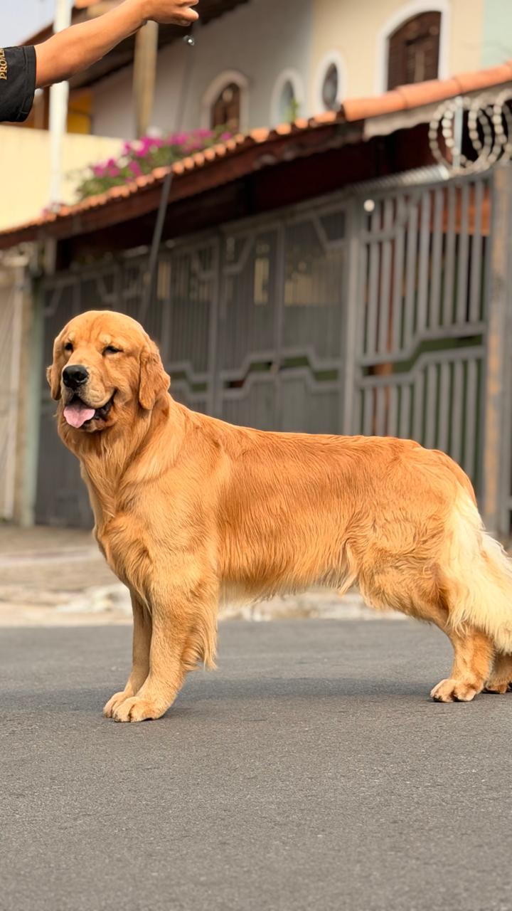 shaggy
